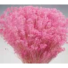 BLOOMS GYPSY Pink (BULK)-